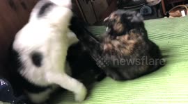 Cats fight in time with funny radio quote