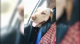 Dogs spot friends inside moving car, chase vehicle in northern India