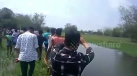 Royal Bengal Tigers enters village in north east India, rescued after three-hour-long operation
