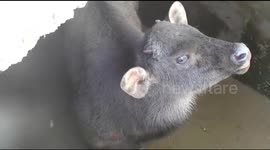 Indian officials flood water tank to rescue stranded bison calf