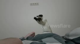 Siamese kitten 'casts spell' on owner's foot after smelling it