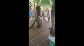 Schoolkids Pet Giant Python