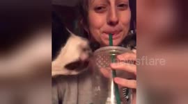 Dog tries to drink out of owners Starbucks cup