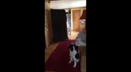 Magic trick disappearing owner.  My dogs reaction.