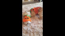 American cocker Duchess and Pekingnese Anoushka dressed as pumpkins for Halloween and play fighting