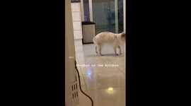 Dog walking in circles