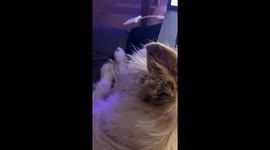 Dog fell asleep on laptop