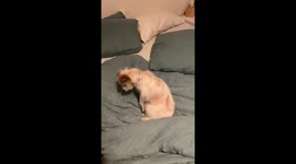 Dog falls over trying to get comfortable