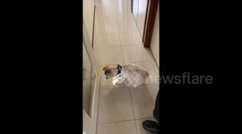 Aussie dog owner makes collar for pet to stop her hitting her head