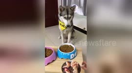 Husky doesn't like owner trying to trick him with picture of tasty food