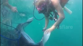 Researchers in Mozambique save manta ray from fishing net