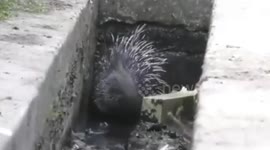 Porcupine rescued by people in Ranikhet, Uttarakhand, India
