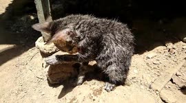 Heartwarming moment a kitten is rescued from a deep well in Indonesia