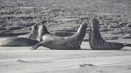 Photographer captures four-way elephant seal battle in Argentina