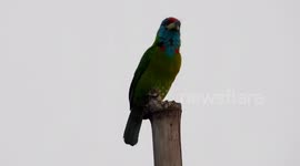 The beautiful sound of a fairy-tale bird is like a beautiful Bizarre strange bird