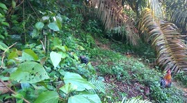 the process of catching jungle fowl chickens