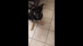 Puppy is not allowed in one room of the house. This is the face he makes when his owner goes into that room