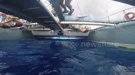 pilot whales at Tenerife