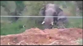 Single wild elephant destroyed agriculture land & panic among Villagers in southern India.