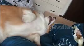 Corgi lay bed