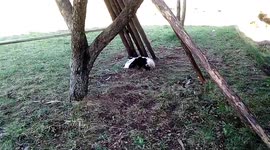 feeding the cubs
