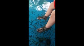 Fish eating dead skin