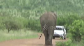 Drivers beware – Elephants have right of way on the road!