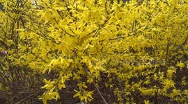 Yellow bush in full bloom St James Park in March