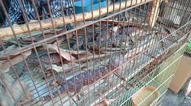 Big lizard is sold for medicine at the Malang city animal market