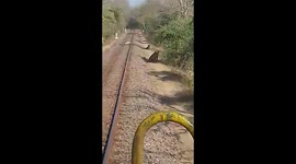 Lions on the line! Driver halts train due to wild big cats