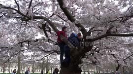 Cherry tree climbers spotted in St James Park in London