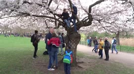 Cherry tree climbers in St James Park rescued by dad