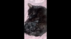Pure black cat mothers 6 black kittens