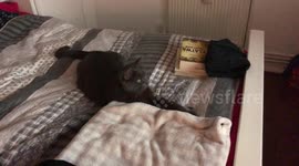 The cat watching the tv