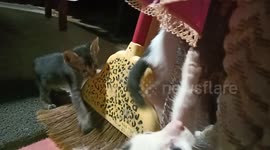 Hang in there kitty! Kitten gets its claws stuck in fabric sheet