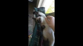 Siamese kitten raise his paw for human to scratch his armpit