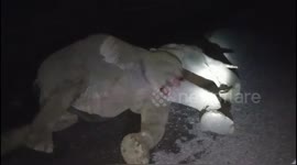 Young wild elephant injured after being hit by truck crossing road in northern India