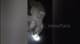 Wild Elephant injured while crossing road in Northern India.