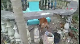Touching moment dog buries a newborn kitten found dead outside his home
