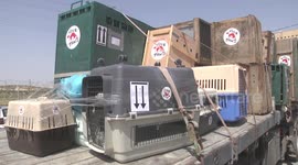 More than 40 animals evacuated from Gaza's Rafah Zoo by welfare group