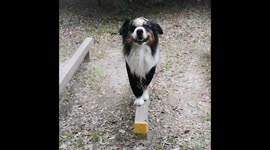 Rush the talented dog is back! This time he’s balancing a stone on his nose while walking the plank