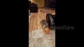 Daisy the raccoon has a pop at bursting balloons