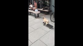 Pug on skateboard