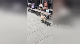 Skateboarding pug rolls and jumps for treats in Washington, DC