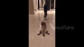 Dog doesn’t want to walk