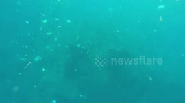 Giant mantas swimming amongst huge amount of rubbish in the ocean of indonesia