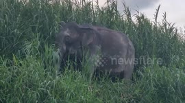 The world's smallest elephant