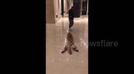 Lazy dog doesn't want to walk and has to be dragged by owner