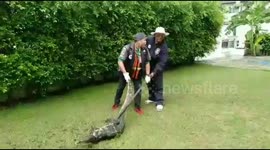 Monitor Lizard Caught In Family's Garden