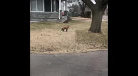 Fox in the Hood
